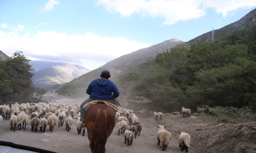 Ruta Termas del Flaco:
Solo el 40% de arreos de animales han accedido a las veranadas