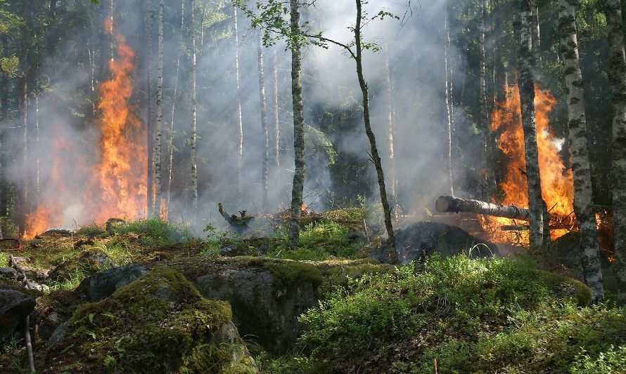 Botón Rojo: Palmilla continúa con alto riesgo de incendio forestal