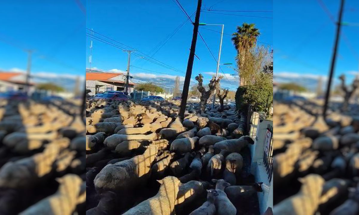 [VIRAL] Ovejas se toman las calles de Nancagua
