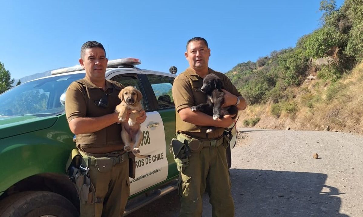 San Fernando: Carabineros logra exitoso rescate de cachorros abandonados