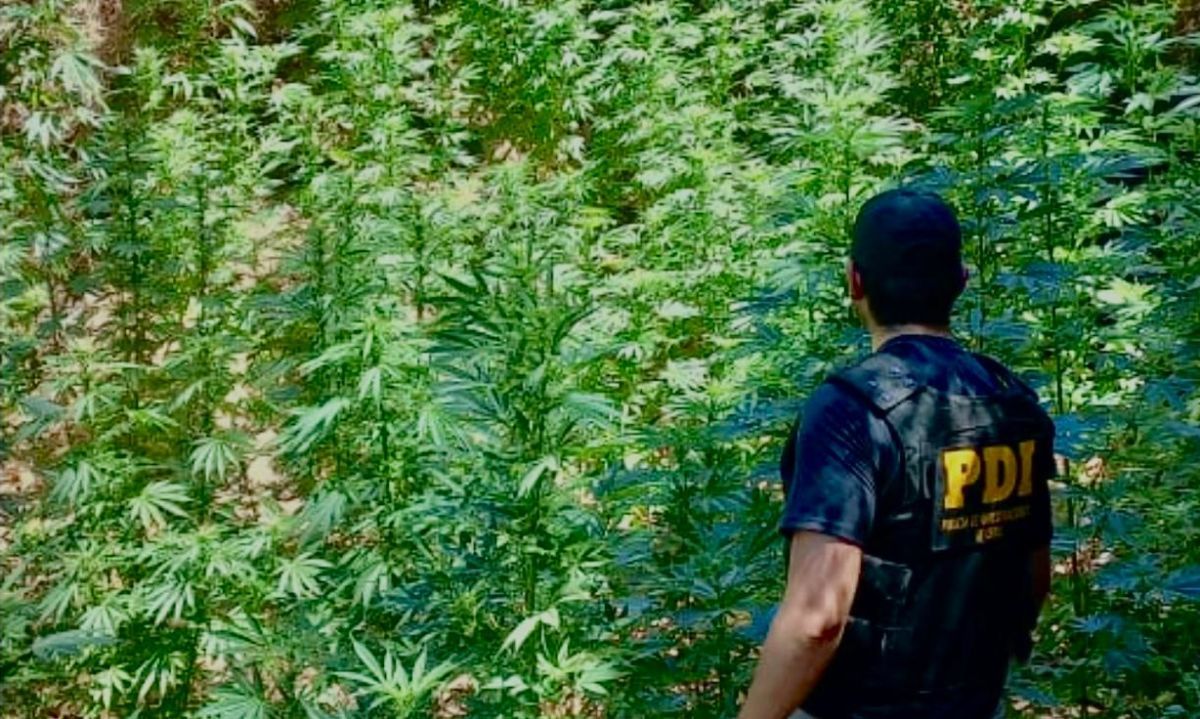 PDI encuentra 294 plantas de marihuana en quebrada de Pichilemu 