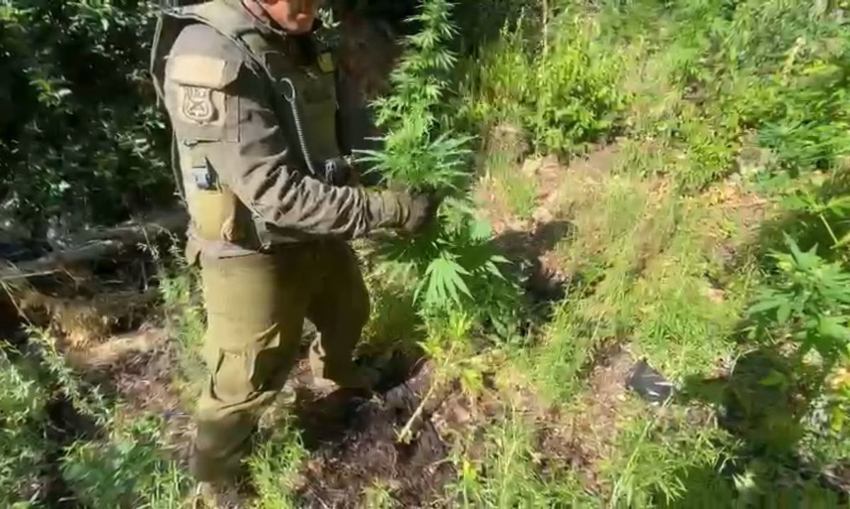 Carabineros incauta más de 18 mil plantas de marihuana en el límite entre San Fernando y Chimbarongo
