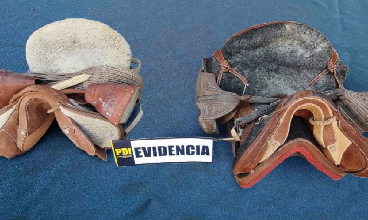 San Fernando: PDI recupera monturas de caballos avaluadas en un millón de pesos