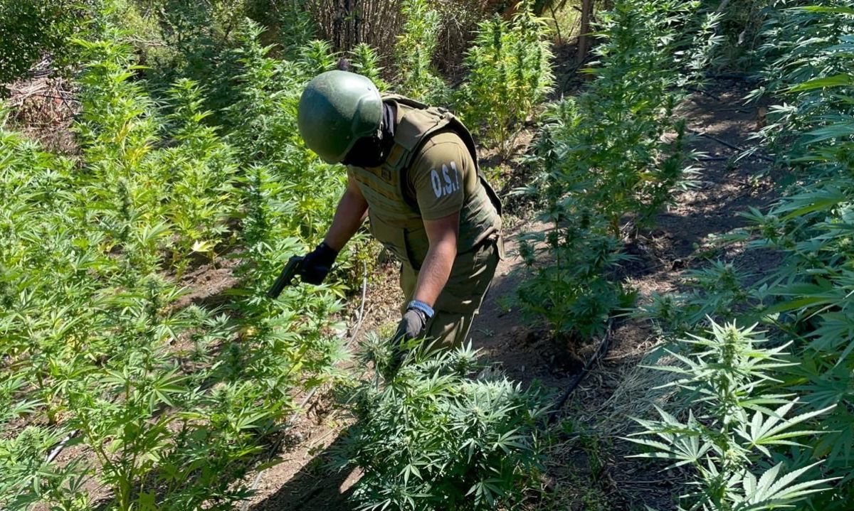 Carabineros decomisó más de 6 mil plantas de marihuana en Pichilemu