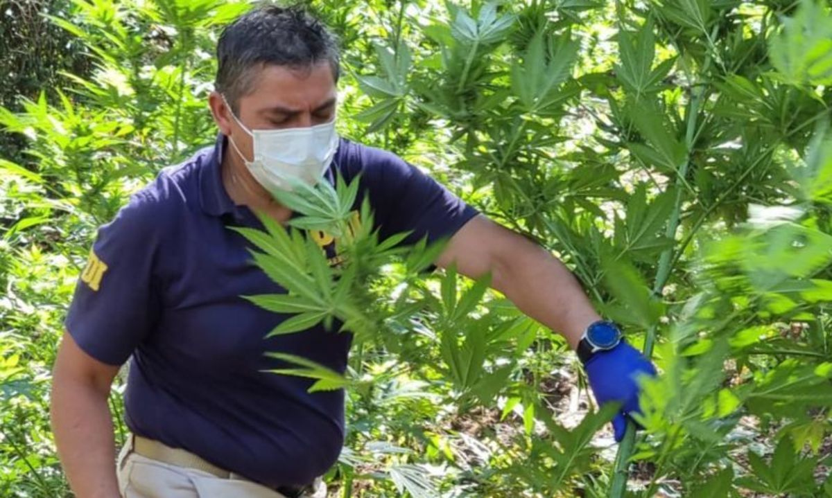 San Fernando: PDI encuentra más de 6 mil plantas de marihuana en quebrada Los Laureles