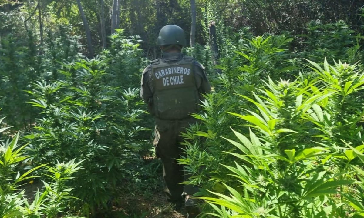 Carabineros incautó más de 200 plantas de marihuana en Paredones