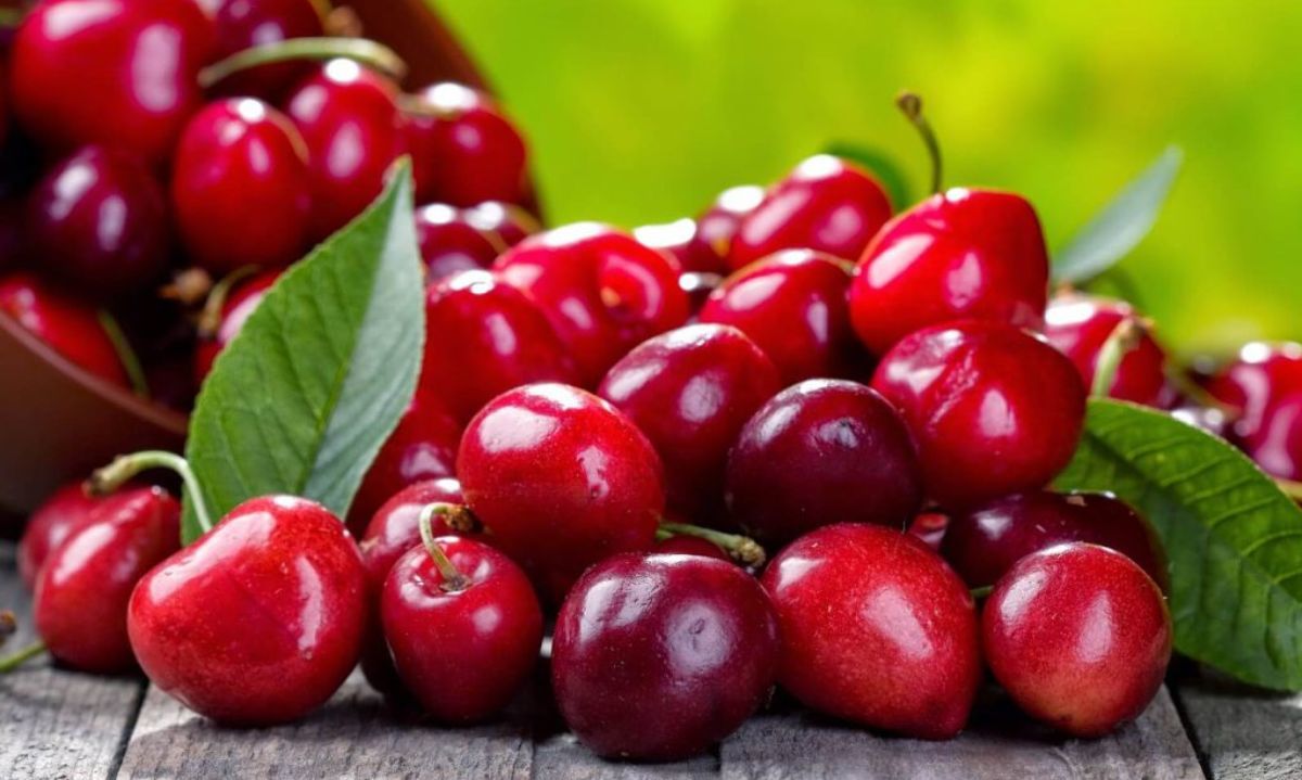 La Región de O’Higgins es líder a nivel mundial en producción de cerezas