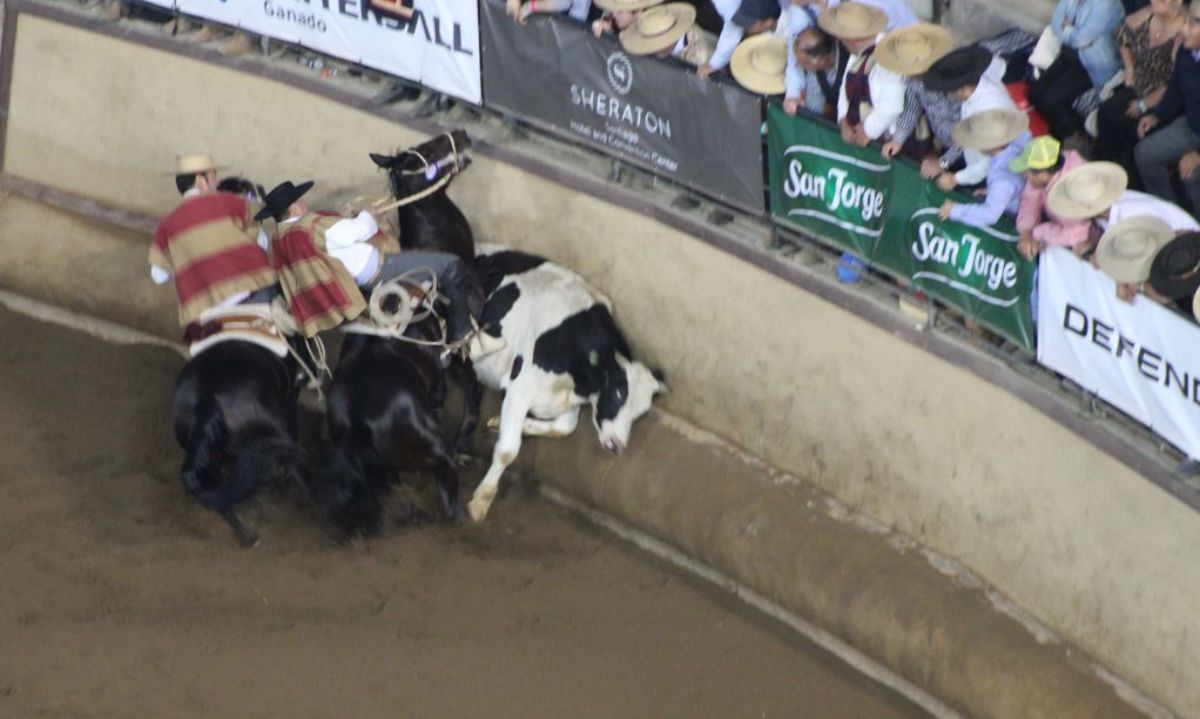 Rodeo: Revisa los resultados de la Serie de Campeones, donde ganó una collera de Colchagua