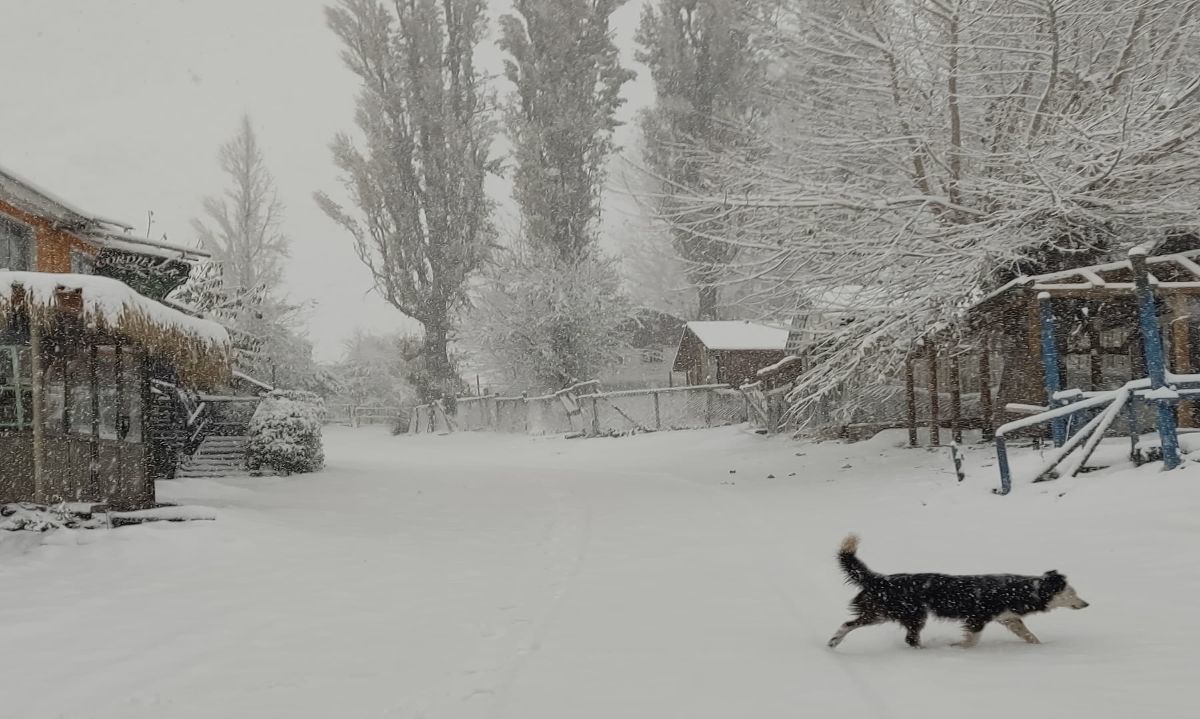 Colchagua:
Temporal no causó estragos

