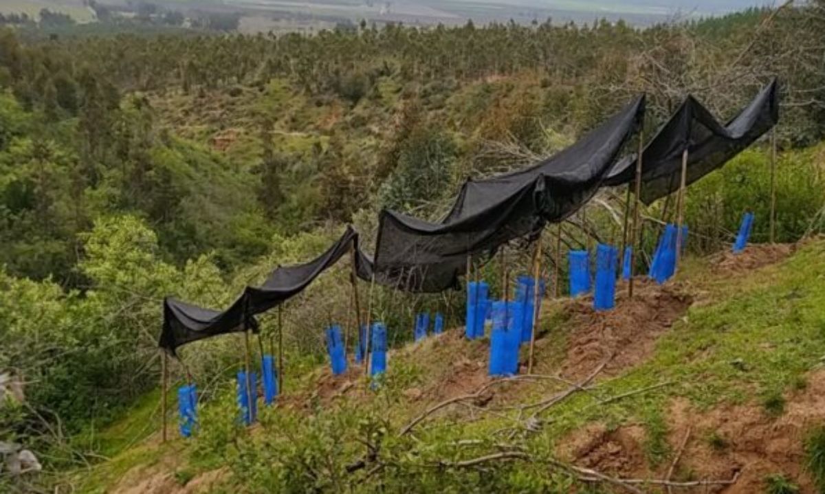 Programas de Recuperación Productiva y Forestación Subsidiaria de CONAF aportan en el cuidado del medio ambiente y la prevención de incendios