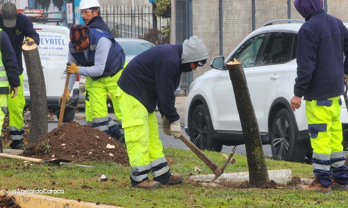 San Fernando: Cortan árboles que perdieron eje