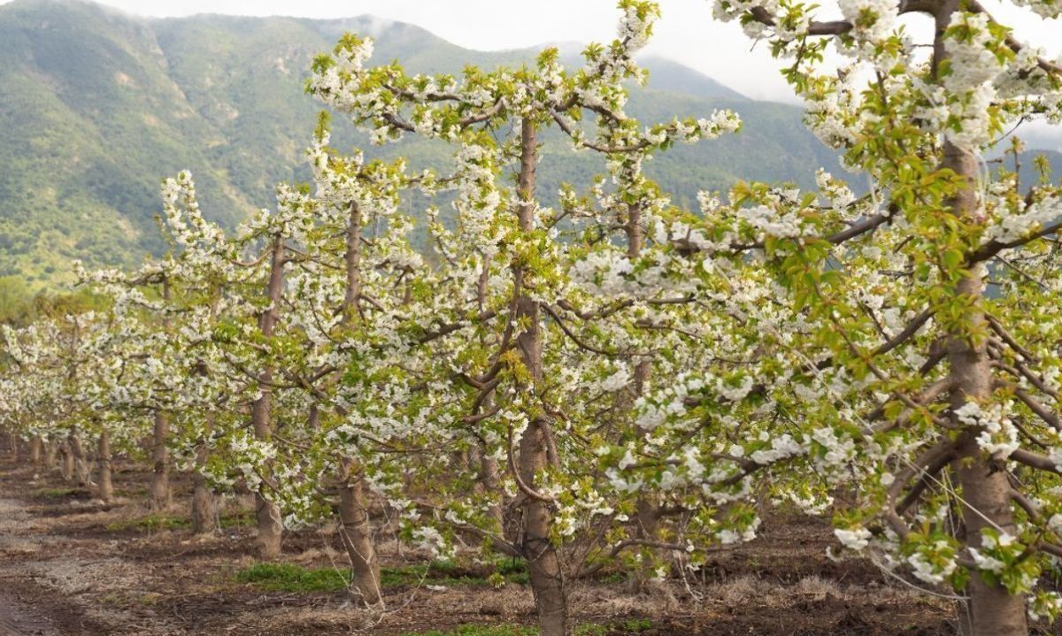 O’Higgins crece en superficie frutícola: Aumento de cerca de 4 mil hectáreas según Catastro 2024