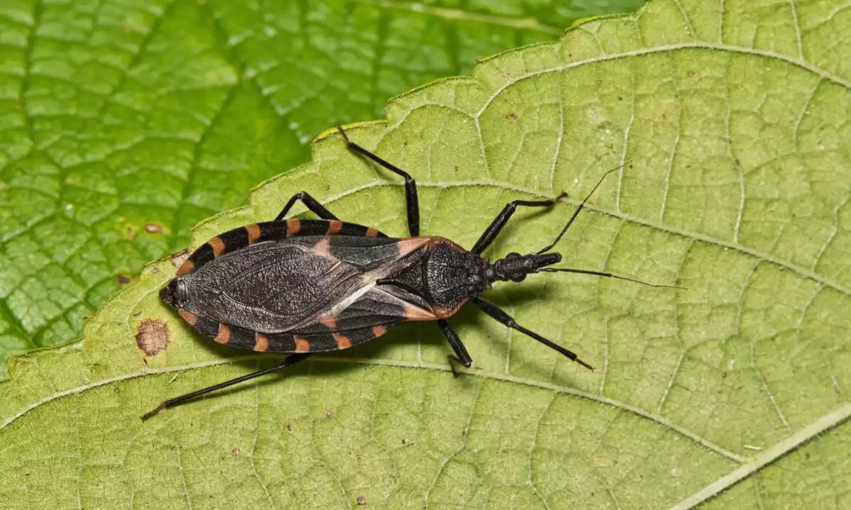 Día Mundial de Chagas: Cómo detectarla y prevenir su transmisión