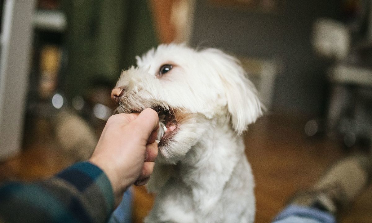 Consejos para cuidado de mascotas para en Pascua